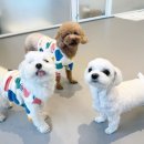 일구야 | 대구애견호텔/대구칠곡애견유치원 '도기야드' 강아지들도 적응이 필요해요! 유치원,호텔에 대한 긍정적...