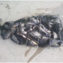 고초골낚시터 이미지