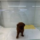 동탄강아지분양 도그데이 이미지