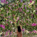 꽃다리슈퍼 | 마카오 자유여행 슈퍼네이처 팀랩 (TeamLab) 전시회 후기 새롭고 화려한 체험형 전시 너무좋아 추천