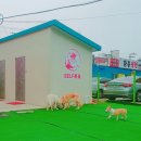 도그라운드 이미지