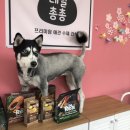 네발총총 이미지