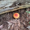 1320 | 오지산행후기(1320~21차) 능이산행(강동 1박) 2025.09.24(수)