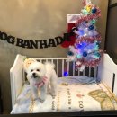 도그반하다 이미지