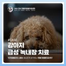 화곡동물병원 강아지 급성 녹내장 응급 치료 후기 [젠틀리동물의료센터]