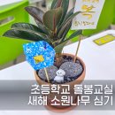 평촌초등학교 앞 | 인천 한별 초등학교 돌봄교실 프로그램 후기｜새해 소원나무 심기 수업으로 아이들의 다짐을 심다