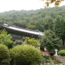 문보태양광발전소 | 난상록 ( II ) 잡초-인동초