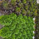 환영농장 이미지