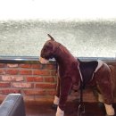 덕소 승마클럽 이미지