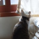 레오그루밍 이미지