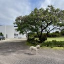 알루하우스A 이미지