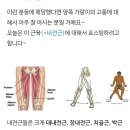 내전근 운동 ㅡ 골반과 허벅지 이미지