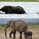 코끼리인형뽑기 이미지