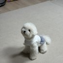 난닝구 - 하남시 위례대로 200 | BYC 강아지옷, 강아지 난닝구, 개리야스 내돈내산 후기 (+사이즈 추천) 🤍🐶