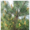 해송농산 이미지