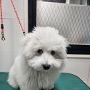 깍까독 | 꼬똥 드 툴레아견종 . 배넷미용 .