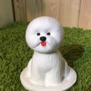 비숑이즈 이미지