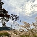 북구-동천자전거길(동측) | 울산 태화강 억새 축제 지금 가야할곳 위치 주차장 (실시간 후기 24.10.16)