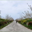 사계올레 이미지