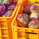 영순농장 이미지