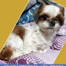 강아지&고양이 마을 이미지