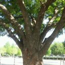 달천초교 매현분교 이미지