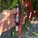 최고농약사 | 고추씨앗 추천｜바른씨드 고추 품종 한눈에 정리(2026년)작황사진有