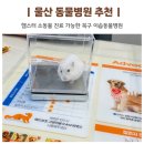 이솝동물병원 | 울산 동물병원 추천 북구 이솝동물병원 햄스터 소동물 진료 가능