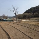 산성꽃