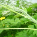 Bitter melon(여주)과 당뇨병 이미지