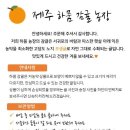 제주하뭄 이미지