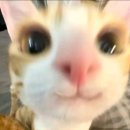 냥냥하우스 이미지