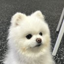 부산애견호텔 24시 강아지 유치원 미용 도그드림 서면점 이미지