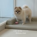 그루밍리본 이미지