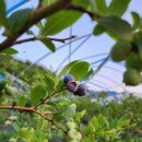 하나뜰농장 이미지