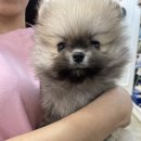 야옹아 멍멍해봐 동탄하나로점 이미지