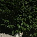 세신사하동구 네이버블로그