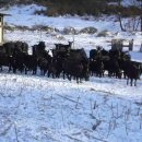 파주흑염소농장 이미지