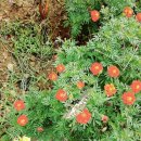 장태산 몽블랑 이미지