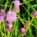 회귀(回歸) | 천상병 시인의 시와 해설(그리고 삶) - 귀천, 갈매기, 행복, 아침, 요놈 요놈 요놈아, 예수님 초상
