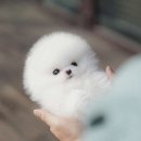 아지&냥이 이미지