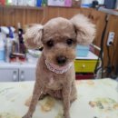 폼나개이뿌개 이미지