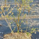 청산 블루베리 이미지