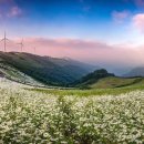 소나무 흑염소 목장 이미지