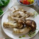 솔향이 진한 이미지