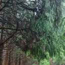 노을숲제주 이미지