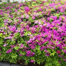 경상감영공원 | 대구 경상감영공원 꽃구경 산책 후기🌸 대구 도심 힐링 여행 코스 추천