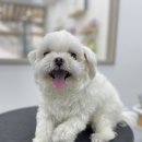 슈멍드아 | '슈멍드아' 미용 후기