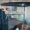 랩타일제주