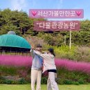 서산수선화관광농원 | 서산나들이 핑크뮬리명소 캠핑장 다울관광농원 이용후기